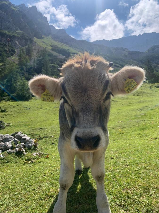 Rittersstuben Lägenhet Garmisch-Partenkirchen Exteriör bild